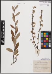 Foto von Salix aurita L. x Salix repens L.